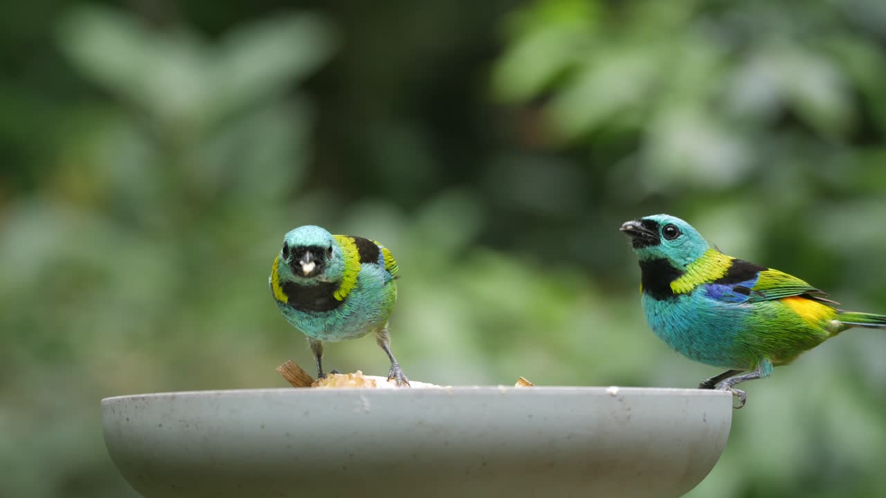 dos pájaros tanager verdes comiendo frutas en el bosque tropical atlántico, de cerca