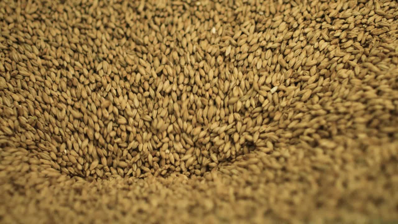 기계에 들어가는 보리 씨앗