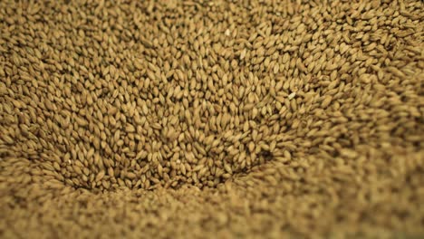 barley seeds going into machine