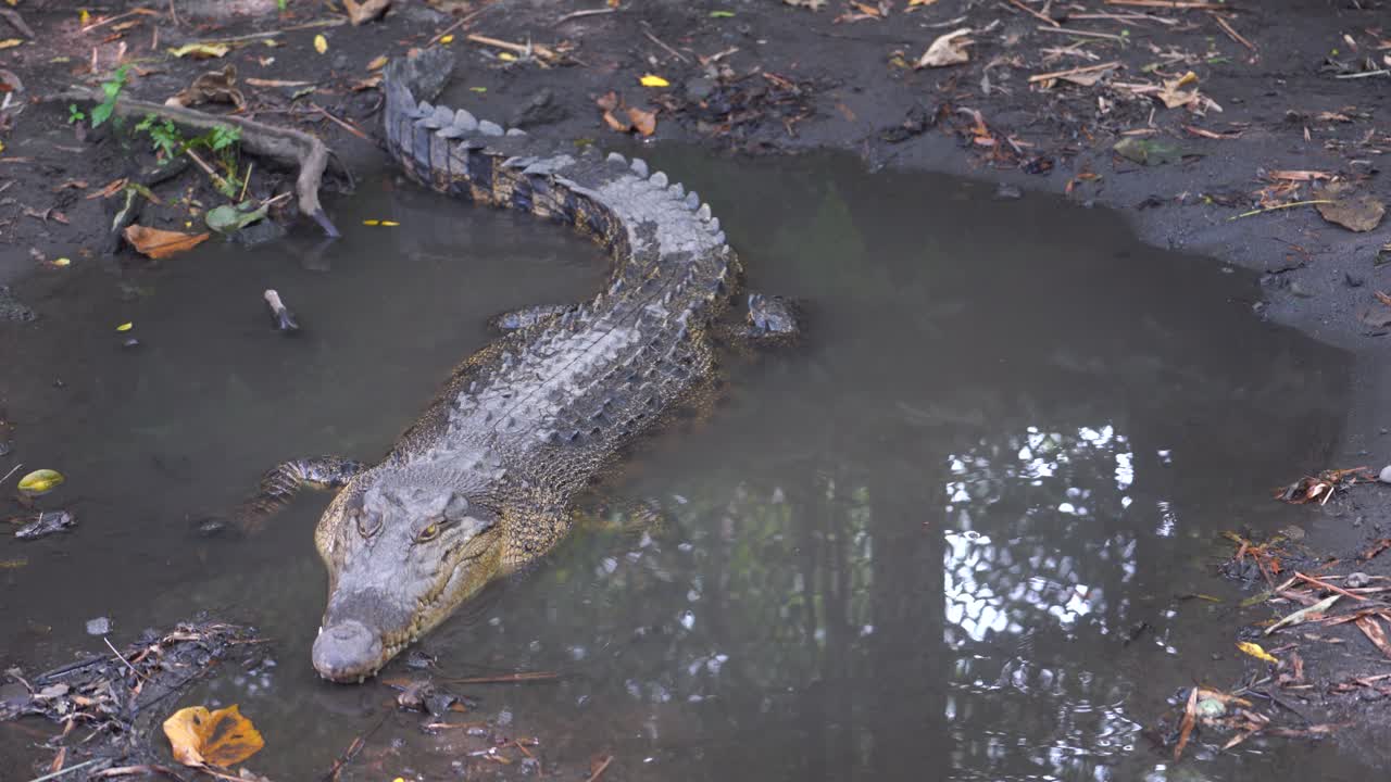 Swamp crocodiles are silent in a shallow river, as if they are waiting for prey.