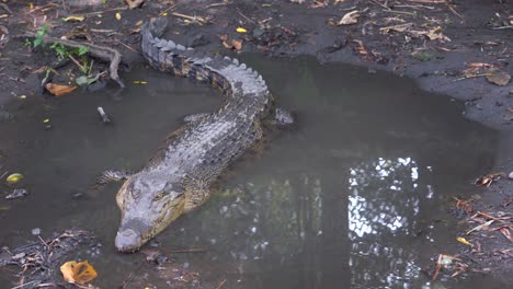 swamp crocodiles are silent in a shallow river, as if they are waiting for prey.