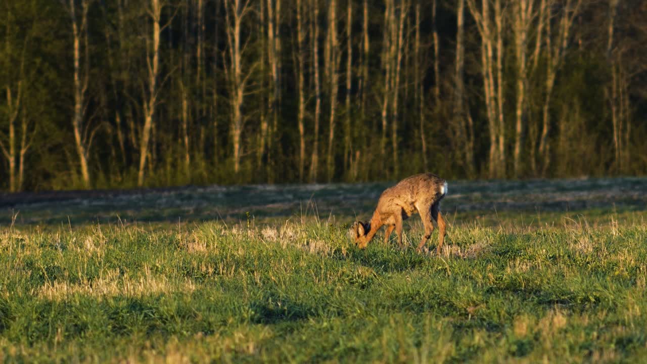 corzo europeo salvaje comiendo en un prado verde, tarde soleada de primavera, hora dorada, plano medio desde la distancia