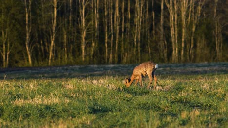 Wild-European-roe-deer-buck-eating-in-a-green-meadow,-sunny-spring-evening,-golden-hour,-medium-shot-from-a-distance