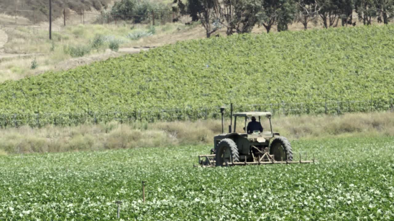 un tractor trabaja en un beanfield y un sistema de riego rocía agua en un huerto de aguacates en el valle de lompoc, california