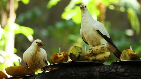 two pigeons eating fruit in a natural setting