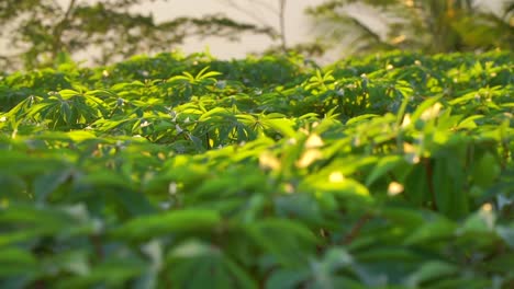 cámara lenta: la luz del sol golpea las hojas de las plantas de mandioca que se balancean en el viento