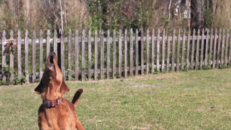 perro salta y atrapa una pelota de tenis