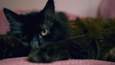 a fluffy black car relaxing in a recliner in slow motion