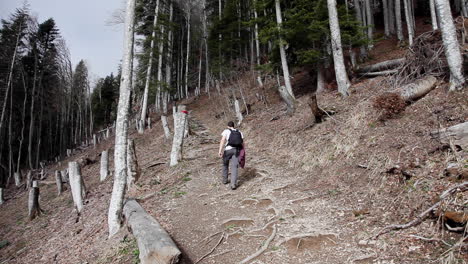 tramp hiking interlaken bernese switzerland alps woods