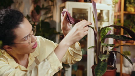 mujer inspeccionando las hojas de las plantas de interior