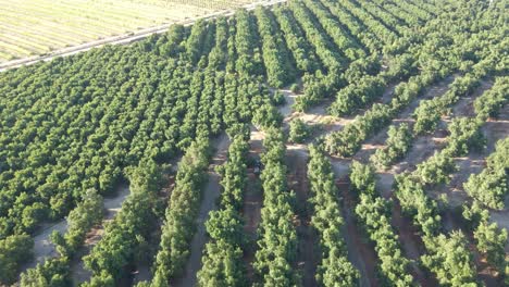 plataforma rodante aérea de tractor entre plantaciones de aguacate waru waru en un campo agrícola en un día soleado