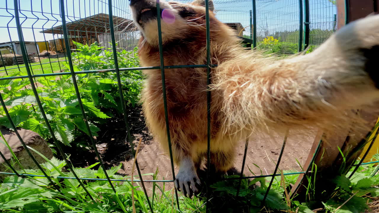 화창한 날 야외 우리 안에 있는 너구리 두 마리의 클로즈업 샷, 우리를 통해 카메라를 잡으려고