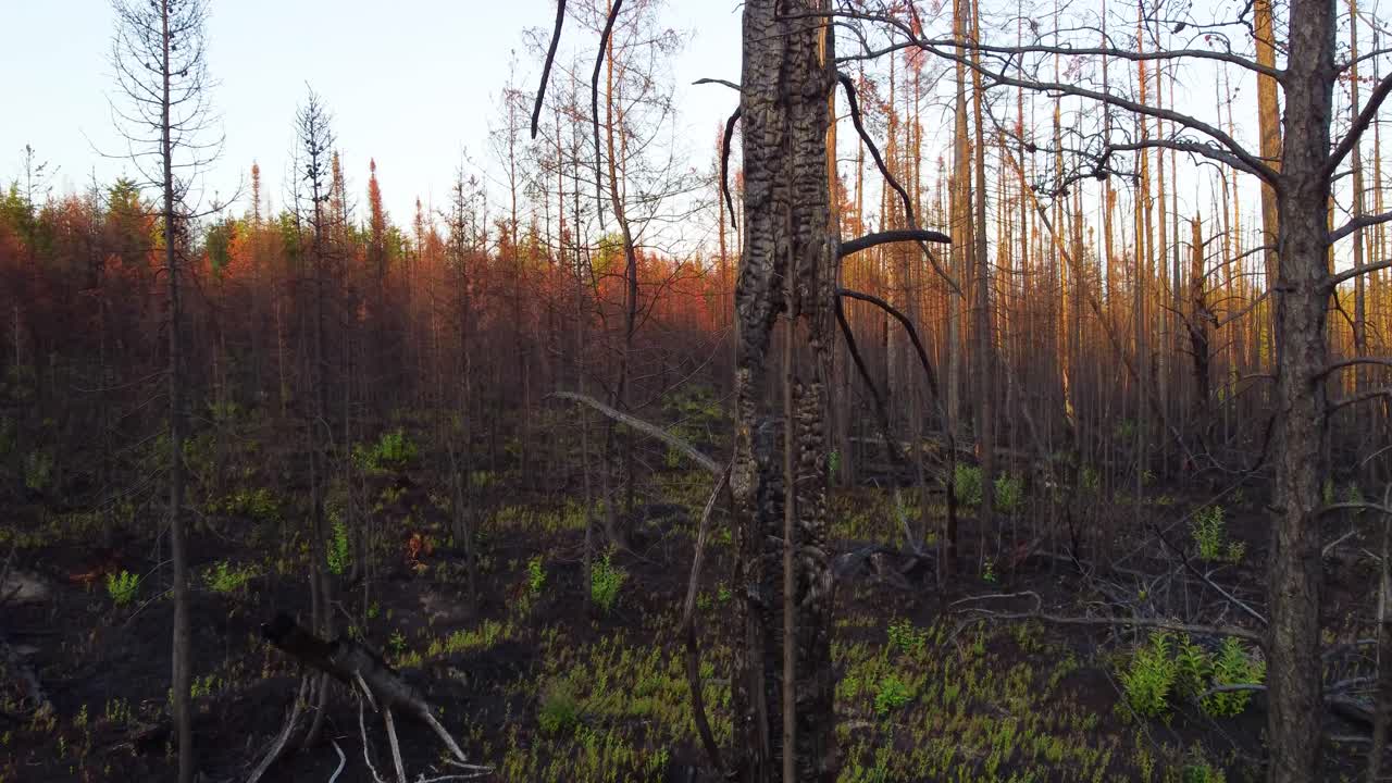Vista panoramica di alberi distrutti nella foresta dopo un incendio boschivo, conseguenze di un disastro naturale