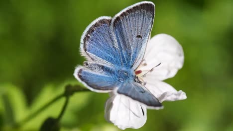 slow motion of beautiful blue silk morpho butterfly opening wings on a daisy flower on blur background