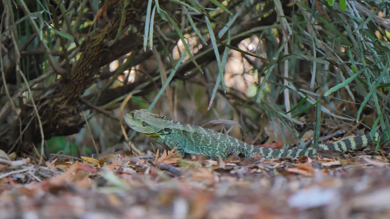 Water lizard in the forest