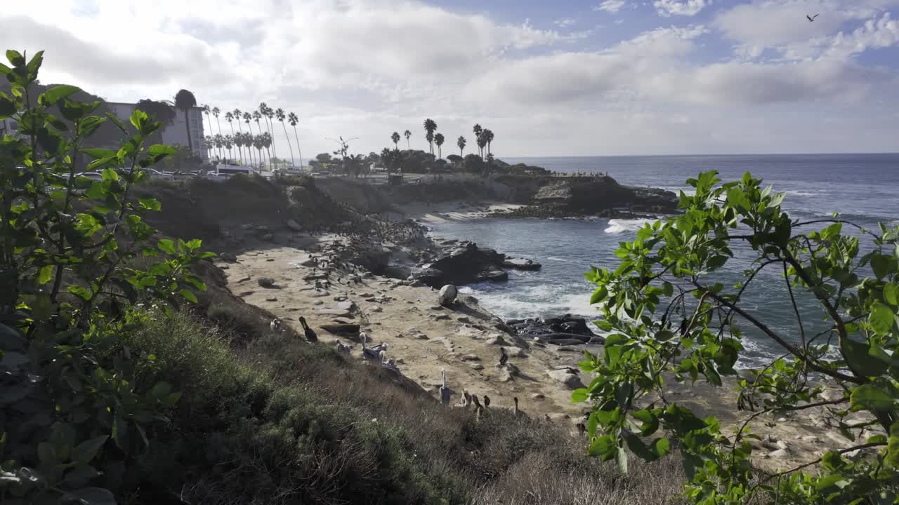 Beautiful static shot of the Pelicans hanging out on the La Jolla shore near San Diego Ca