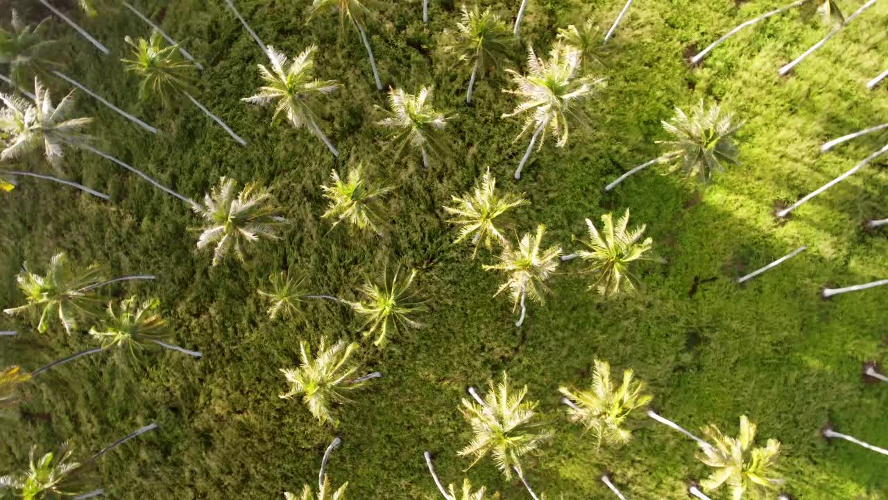 imágenes cinematográficas giratorias de palmeras de coco