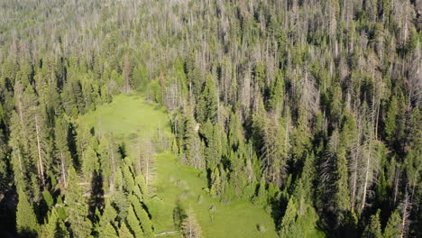 Aerial-tilt-down-rising-view-over-gigantic-trees-of-Sequoia-National-Forest,-California