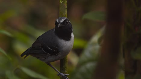 in the hush of the undergrowth, a black-faced antbird sings from perch to perch in peru’s amazon rainforest.