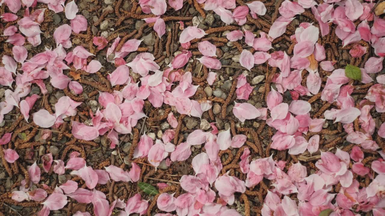 분홍색 꽃잎이 바닥에 누워 초점이 당겨집니다.