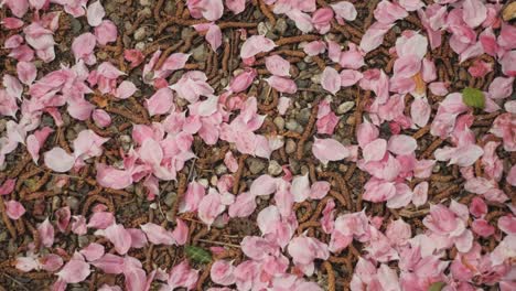 pink flower petals lie on the ground, focus pull