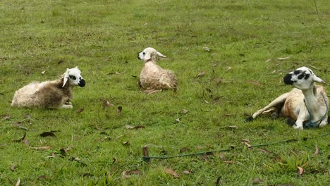 3-Weiße-Schafe-Grasen-Auf-Einem-Feld