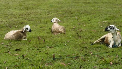 3 ovejas blancas pastando en un campo