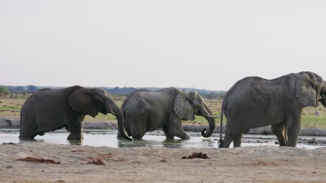 three african elephants drinking on the waterhole in makgadigadi pans national park in botswana