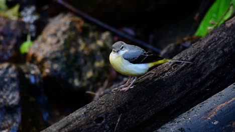 Grey-Wagtail,-Motacilla-cinerea,-Doi-Inthanon,-Chian-Mai,-Thailand