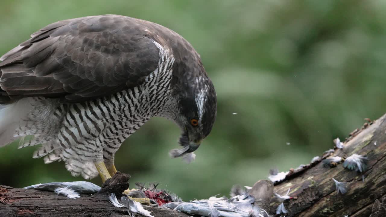 Macro close up of Wild Northern Goshawk biting prey after hunt in nature - slow motion footage
