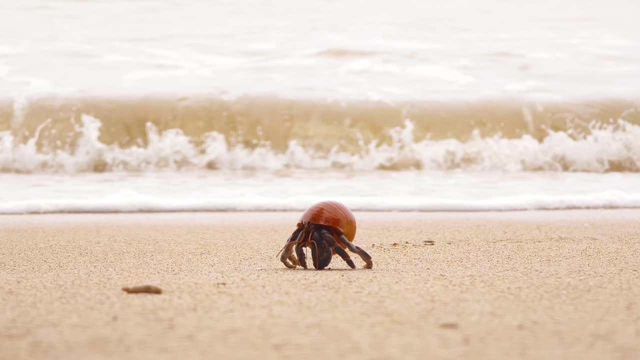 해변에서 소라 게