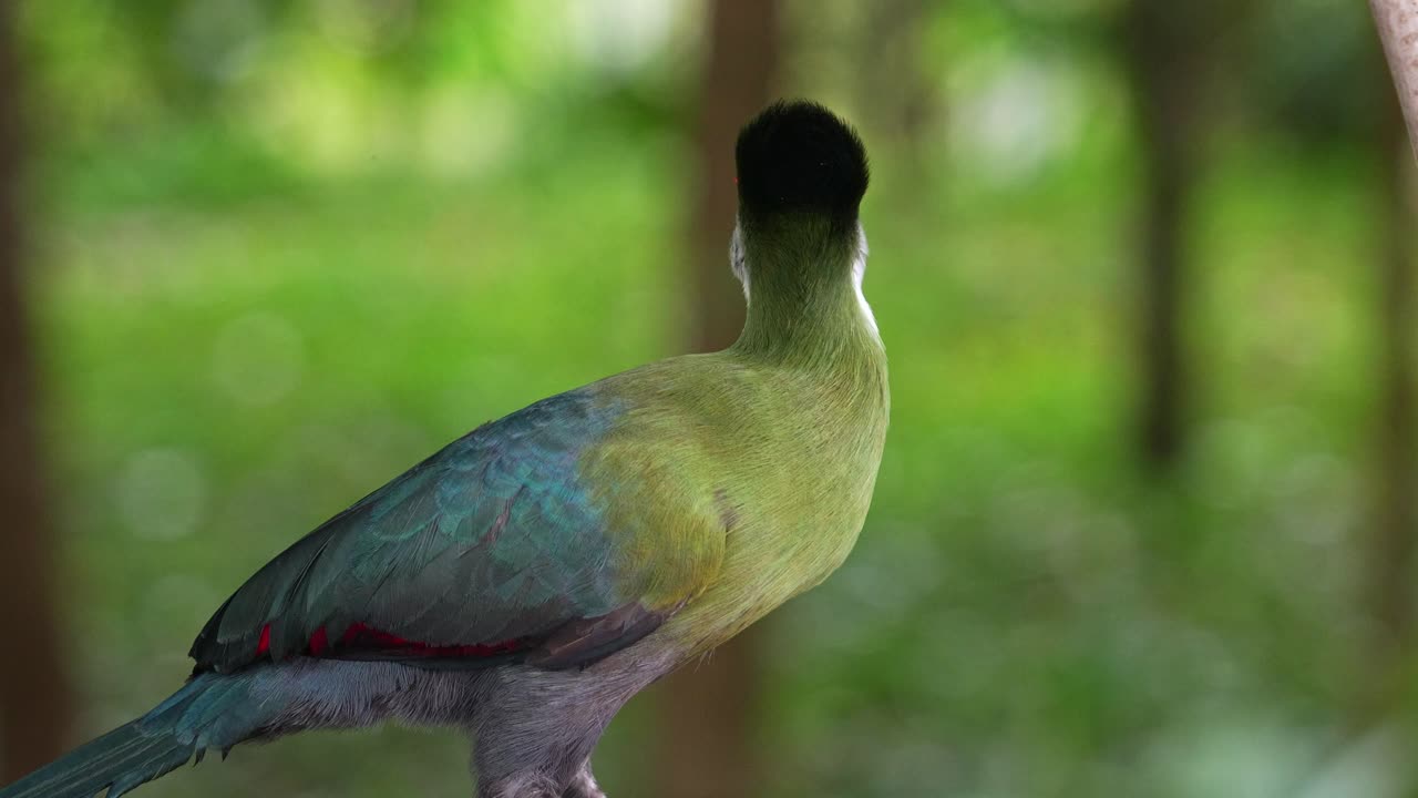 Exotic white-cheeked turaco with vibrant plumage standing against blurred forest background, curiously wondering around the surroundings, close up shot