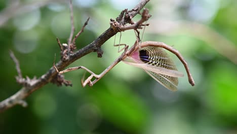 heterochaetula straminea, mantis, imágenes de 4k