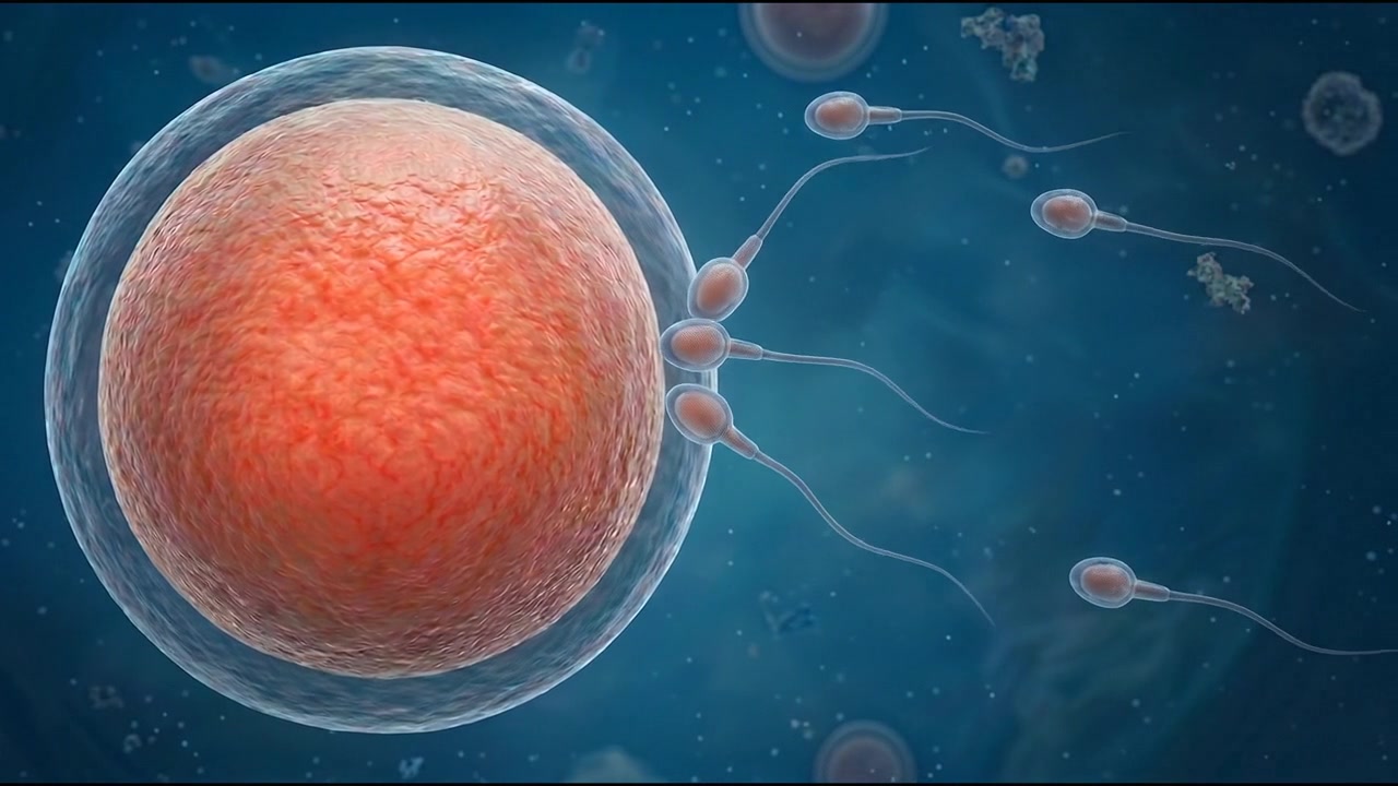 Human Fertilization Concept With Sperm Cells Approaching Egg Cell Animation