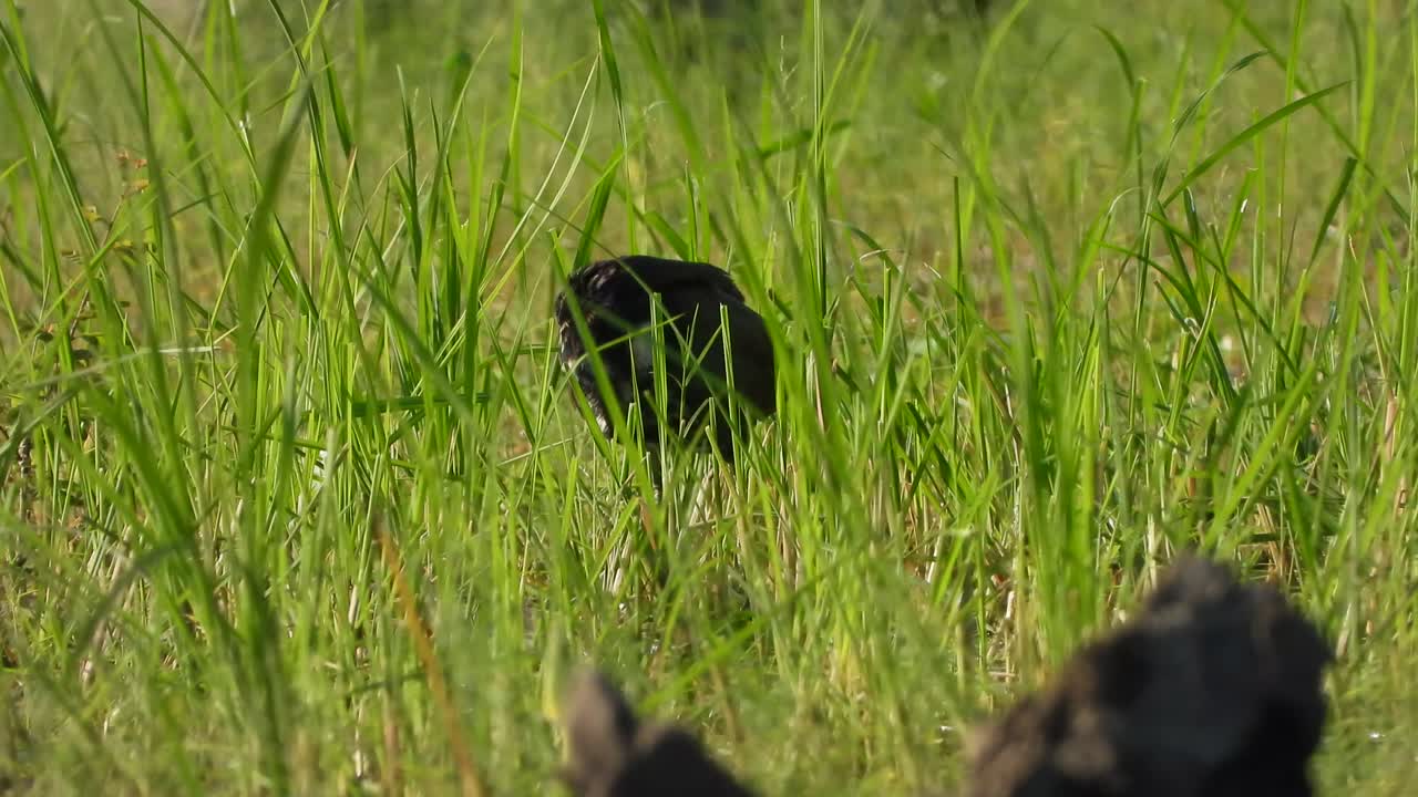 흰 가슴 waterhen - 잔디 - 음식 찾기