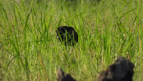 Weißbrust-Wasserhühner---Gras---Nahrungssuche