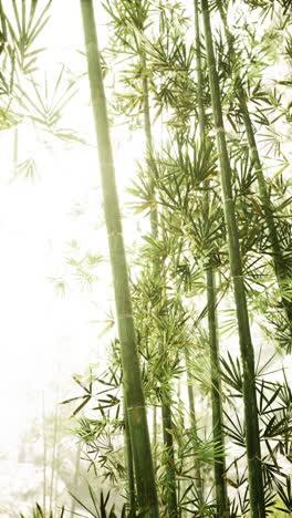 close up of a bamboo forest