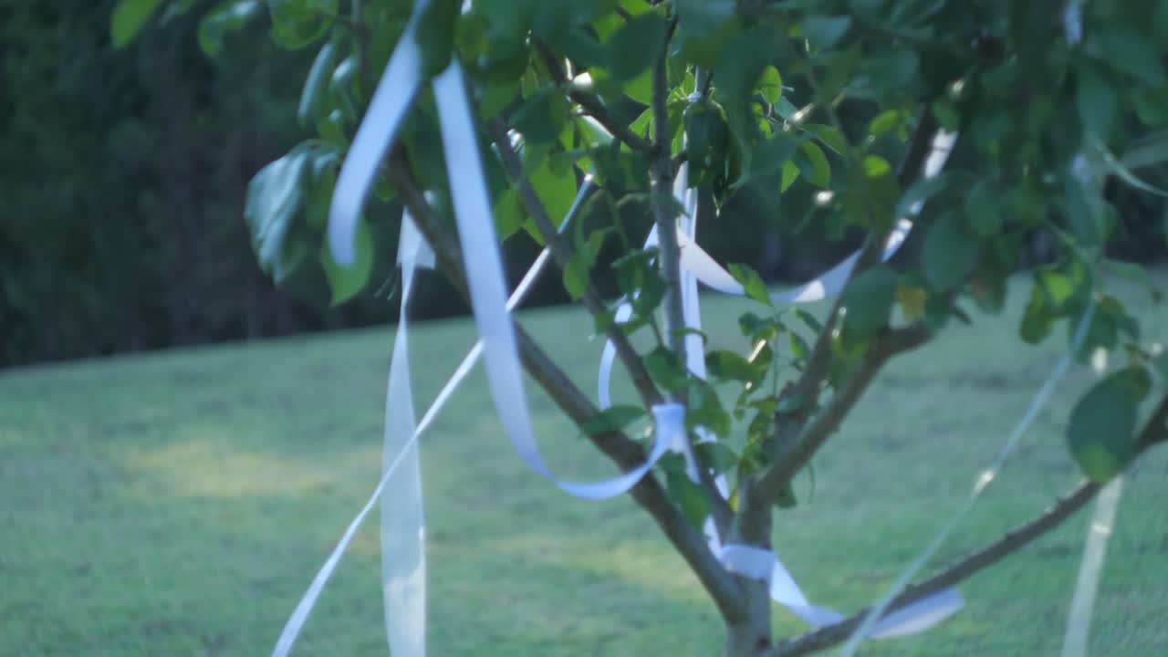 White ribbon wound in an green bush at a wedding. The marriage decoration is situated in exterior greenery.