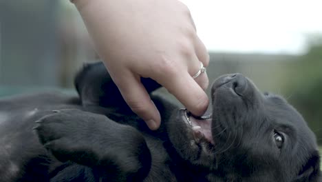 Pequeño-Labrador-Negro-Joven-Tendido-En-El-Suelo-Mientras-Juega-Y-Mastica-Los-Dedos-Y-Los-Anillos-En-La-Mano-De-Una-Mujer