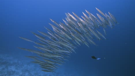 Barracuda,-yellow-tail-shooling-in-clear-blue-tropical-water-of-the-islands-of-Tahiti,-French-Polynesia,-South-Pacific-Ocean