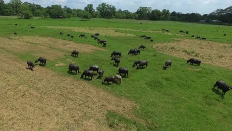 WATER-BUFFALOS,-FLIGHT-OVER-HABITAT