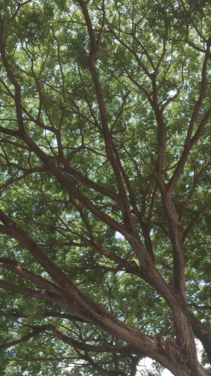 Low Angle View of Lush Green Tree Canopy