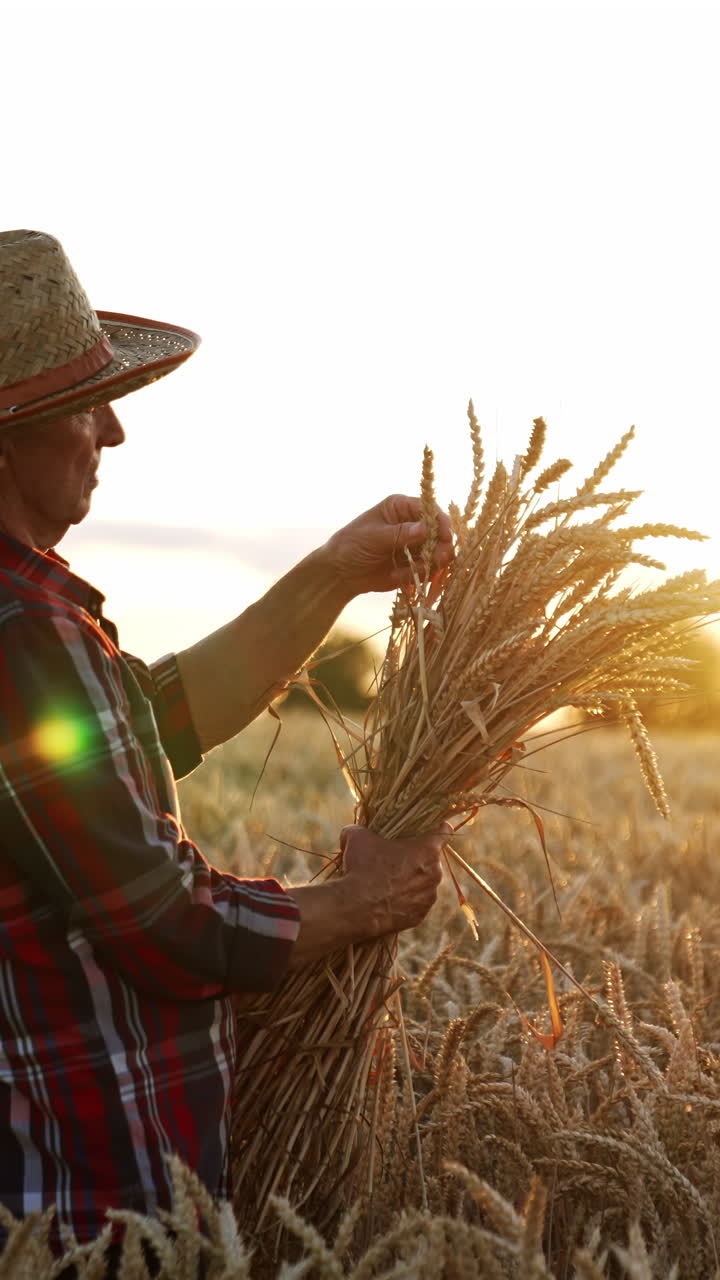 Mature male farmer in checkered shirt and hat is in farmland. Man holds a bunch of ears of wheat and checks the ripeness. Sunset at backdrop. Vertical video