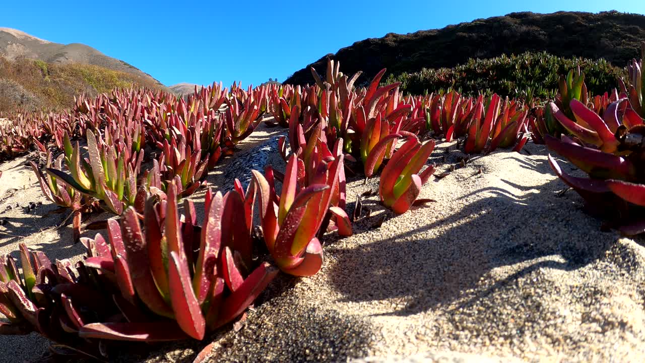 coloridas plantas suculentas que crecen en la arena frente a la costa central de california