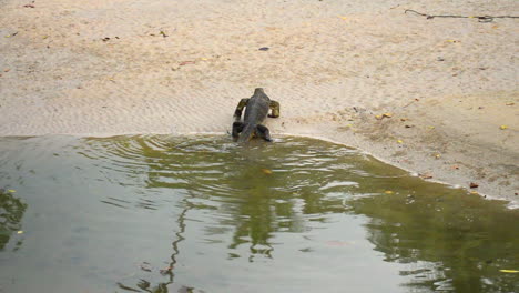 old and clumsy monitor lizard landing to a sandy beach from the ocean