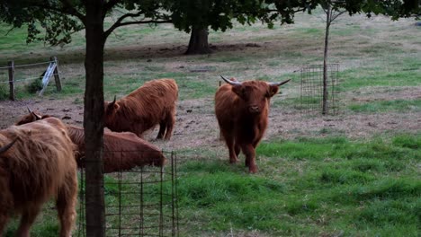 slow motion shot of wild scottish highland cows with brown coat and horns in countryside farm