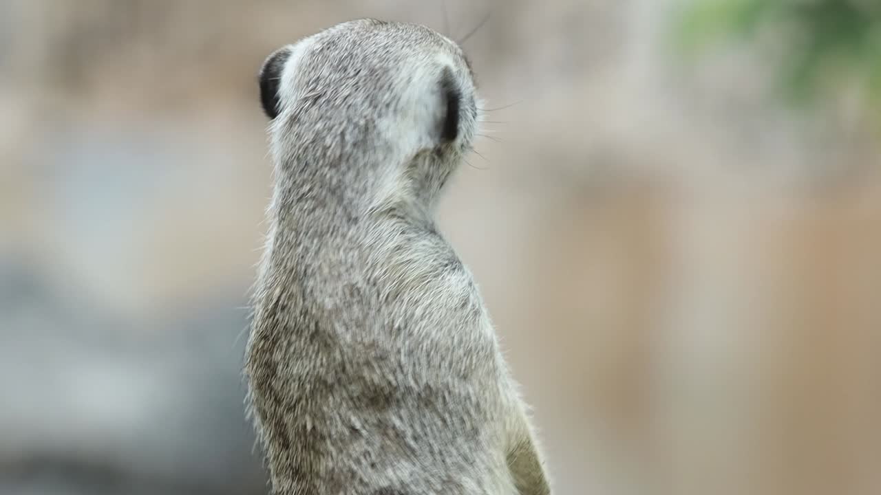 Close-Up of Meerkat Standing Alert and Observant in Natural Habitat