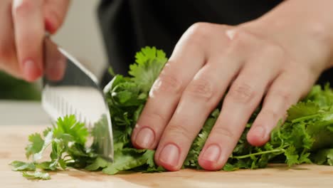 cilantro parsley cutting by knife close up, chef chop cut coriander aromatic, traditional asian and mexican cuisine herb studio shot. high quality 4k footage
