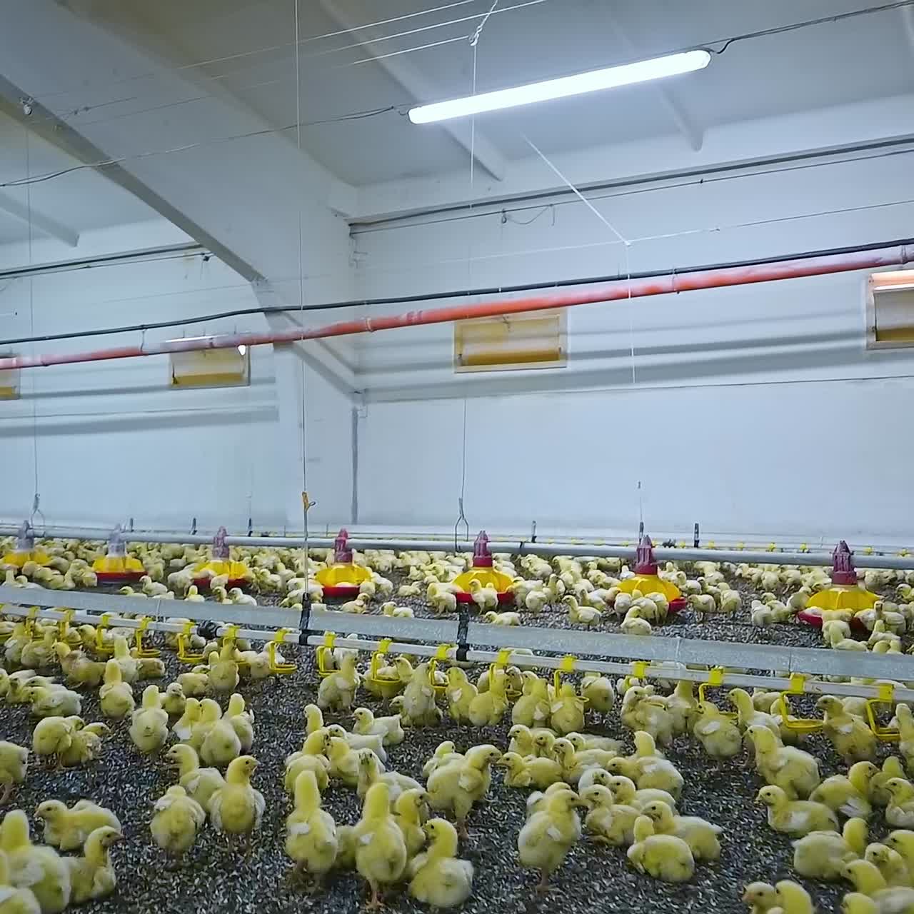 Granja de aves com pintinhos. Pintinhos amarelos e equipamentos de criação. Indústria agrícola moderna. Produção de alimentos.