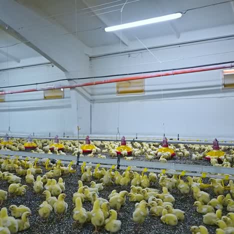 Poultry farm with little chickens. Yellow chicks and breeding equipment. Modern agricultural industry. Food production